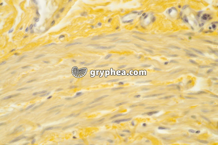 Urêtre muscle lisse x100 - gryphea.com